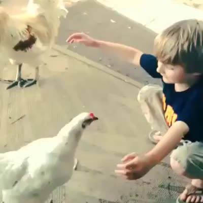 Boy reaching for hens