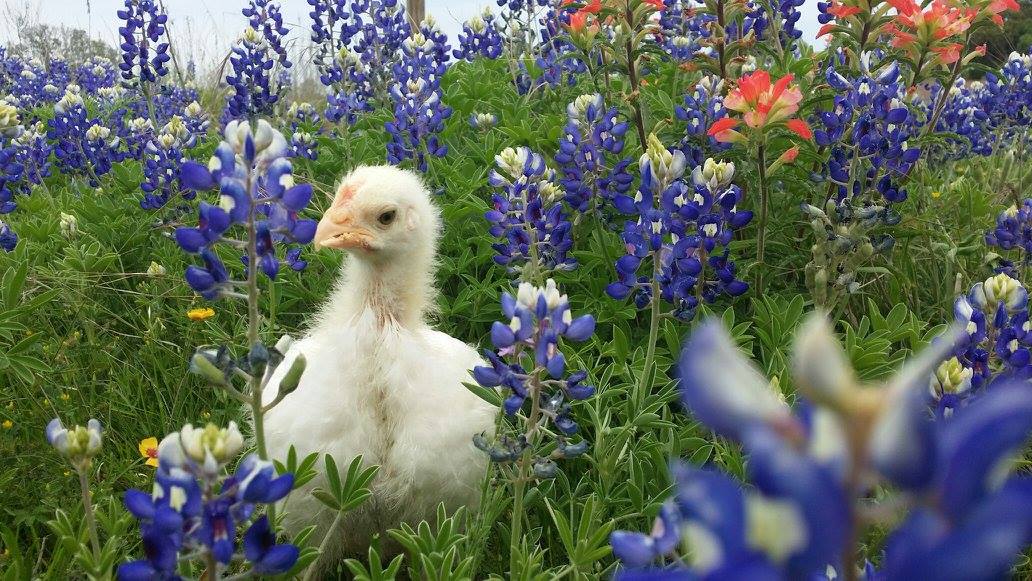 ChickPea in the flowers