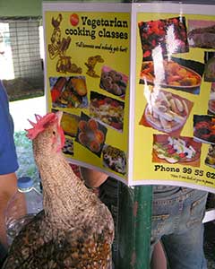 Albert reads about vegetarian cooking classes