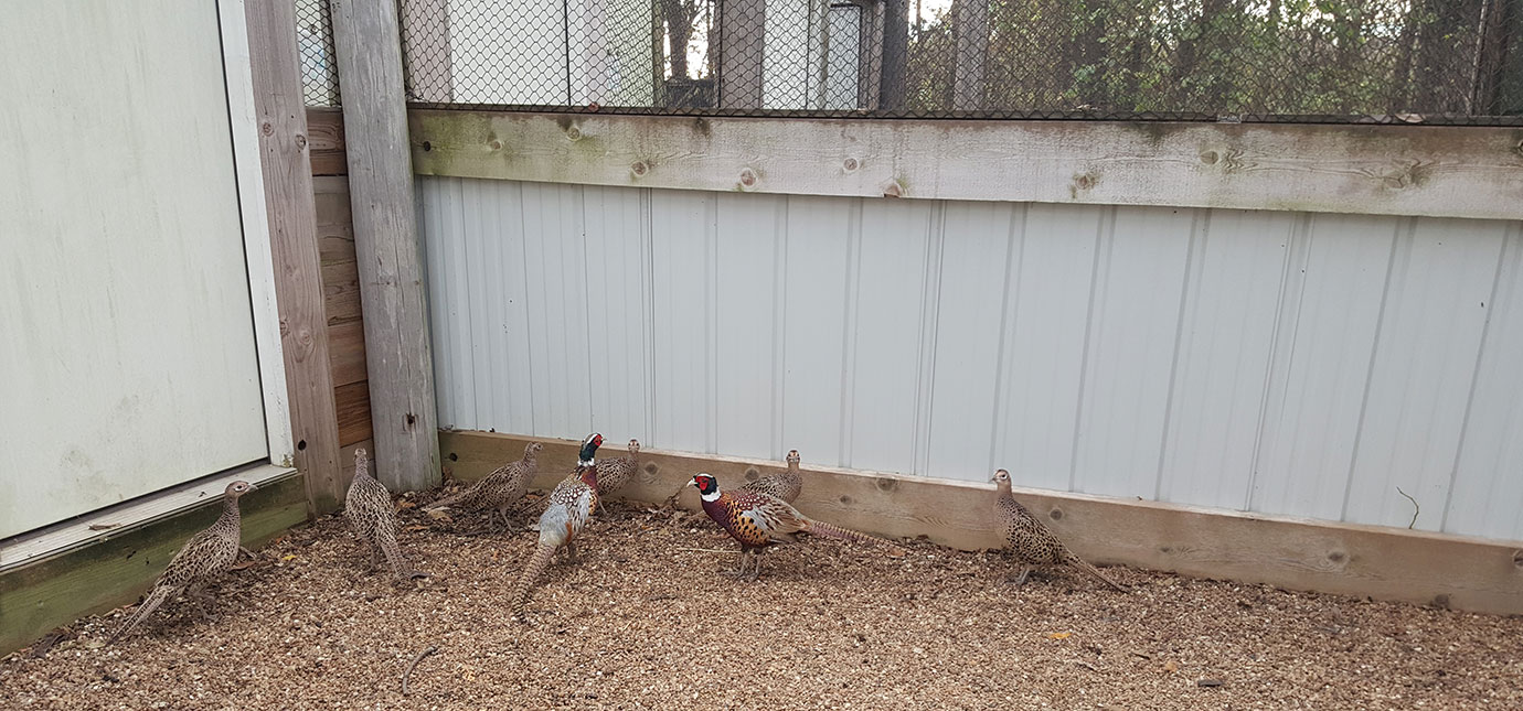 Pheasants exploring their new enclosure