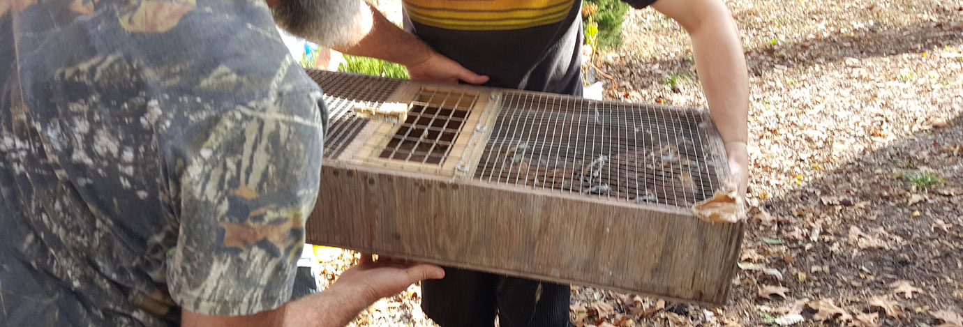 Quail being carried in a shallow wood box