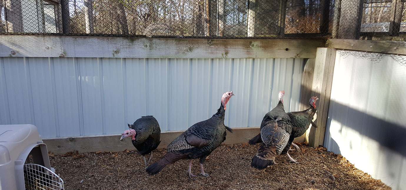 Turkeys exploring