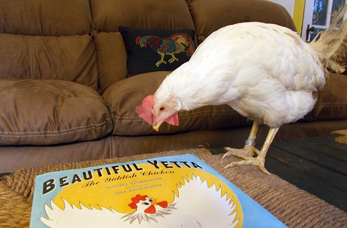 Miss Earth Angel examines the drawing of a hen on the cover of Beautiful Yetta.