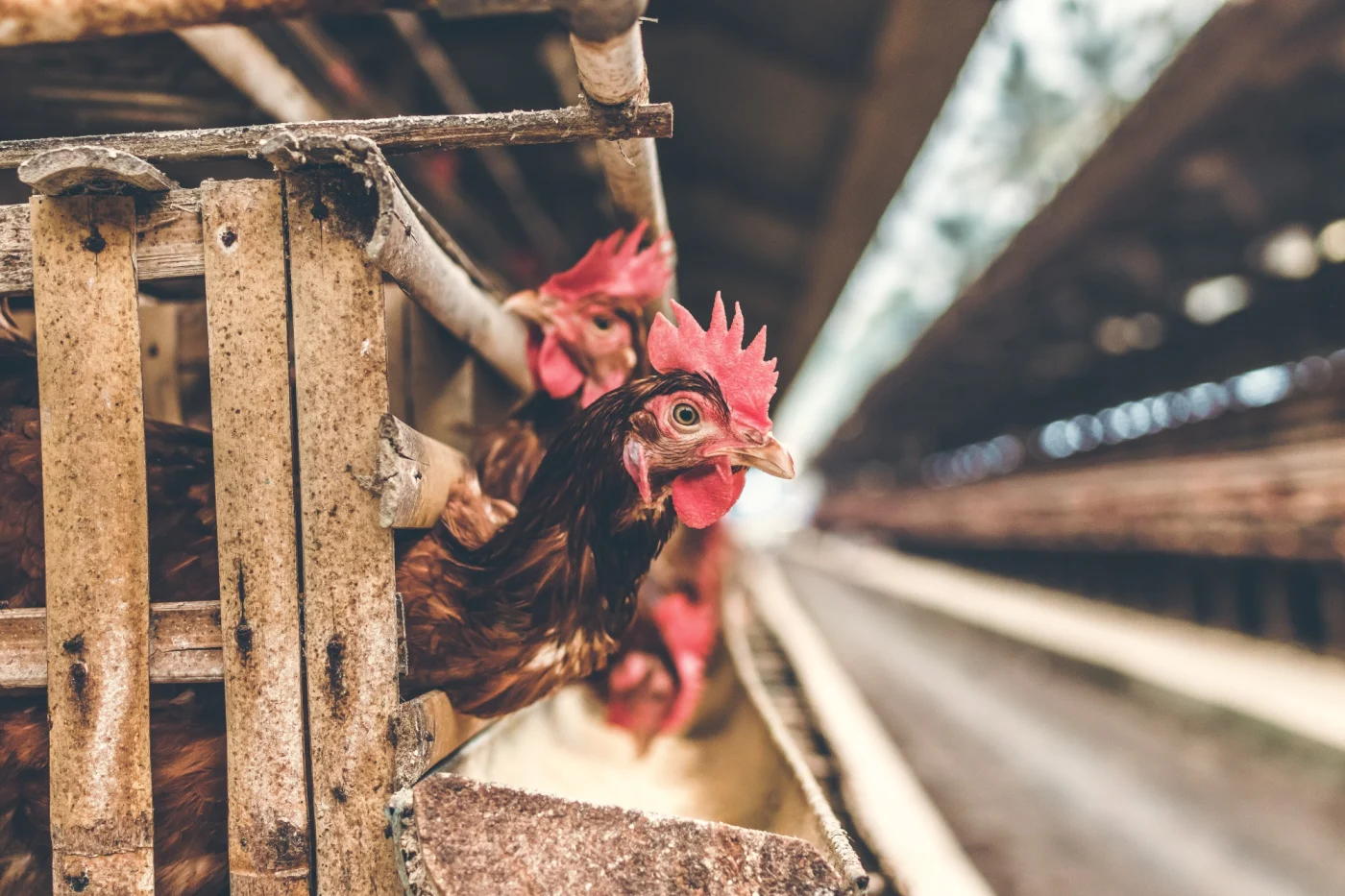 hens peering out between the bars of cages