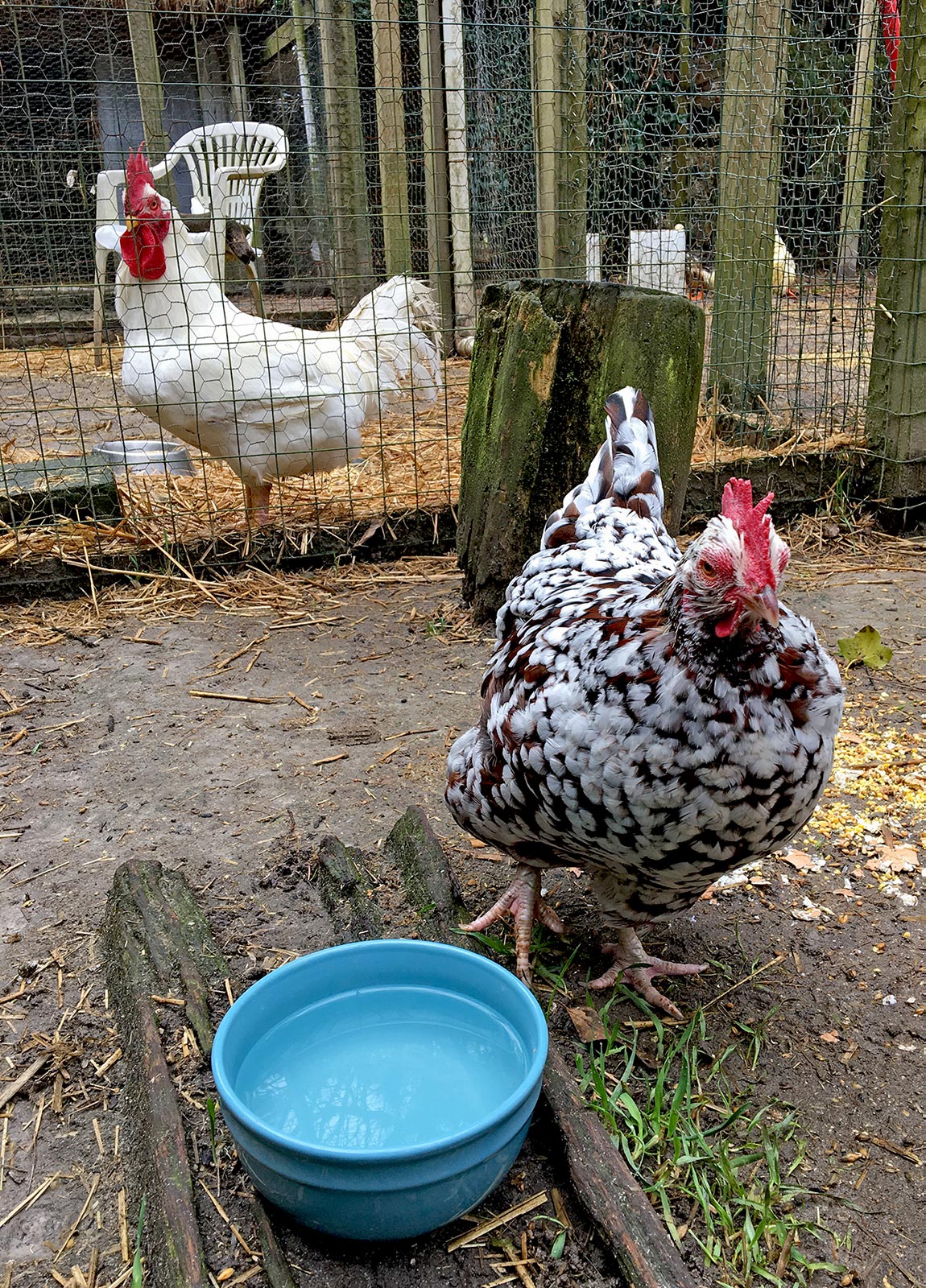 Princess with rooster Chicklett in the background