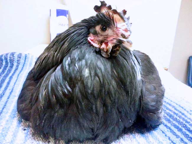 Ezra the rooster