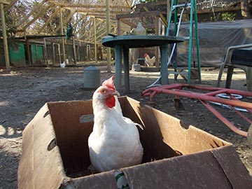 hen in a cardboard box