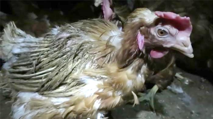 Whole Foods suppliers horrible conditions