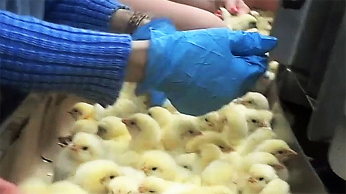 A worker at Horizon Poultry in Hanover, Ont., sorts baby chicks by sex. The company, owned by Maple Leaf Foods, is accused of mistreating the young birds by an animal rights group.