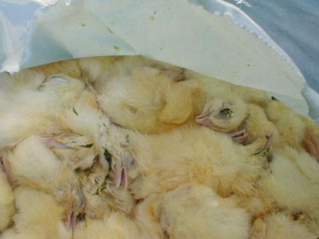 Dead newborn male chicks