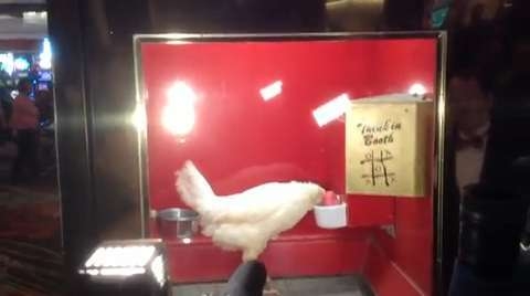 Stop using chickens in casino games!