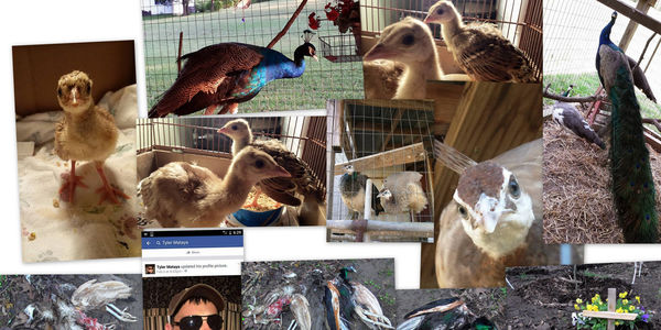 Collage of peacocks.