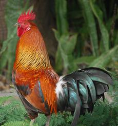 Proud Rooster