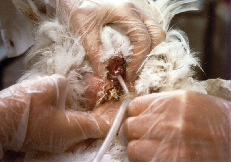 Artificial insemination being performed on a chicken hen