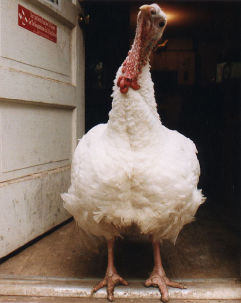 Abigail