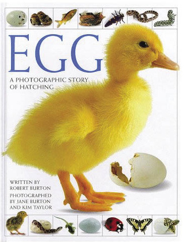 egg_photographic (74K)
