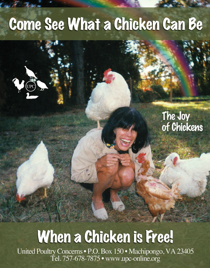 What-a-Chicken-Could-Be (108K)