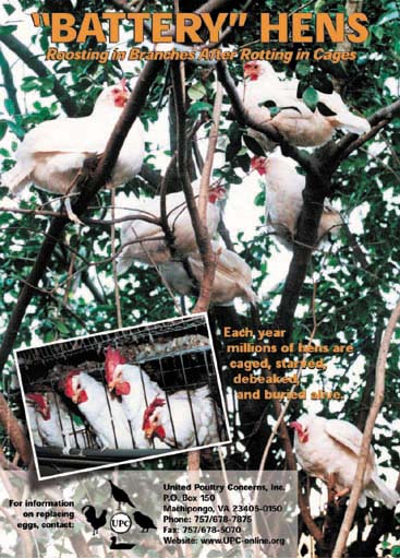 Battery Hens: Roosting in Branches After Rotting in Cages