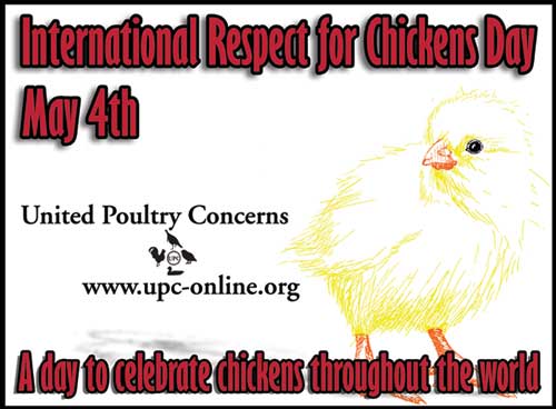 International Respect for Chickens Day