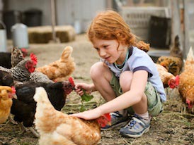 Child with Urban Adamah hens