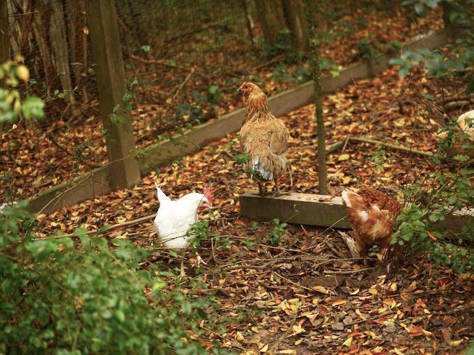 Chickens exploring the grounds