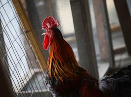 Slideshow of United Poultry Concerns