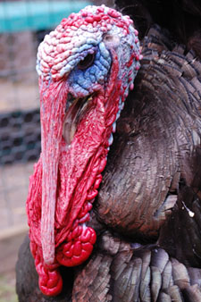[Danda - Rescued Turkey]