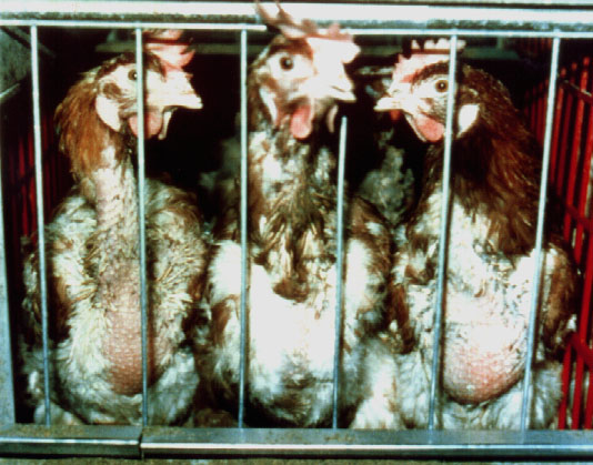 Hens in a cage