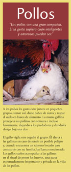pollos brochure