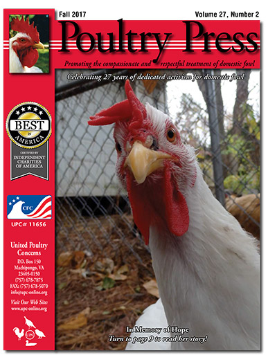 Watch Chicken People Online Watch Chicken People Online