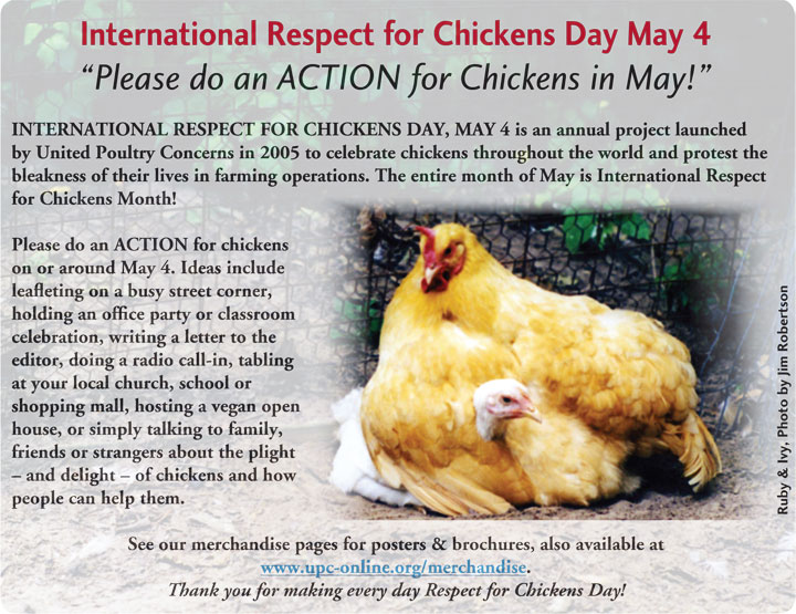 International Respect for Chickens Day poster: Please do an action for chickens in May!