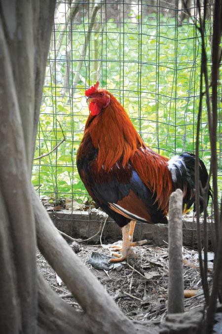 Mr-Sippi the rooster