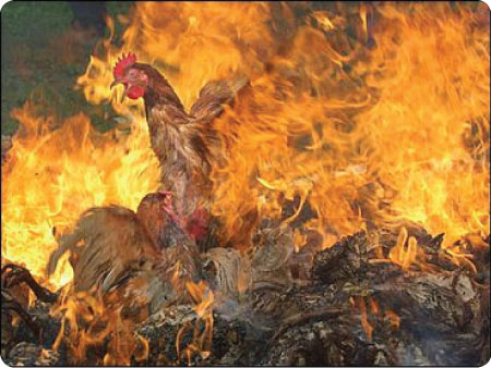 Bird trapped in a fire