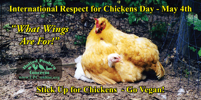International Respect for Chickens Day, May 4th - What Wings Are For