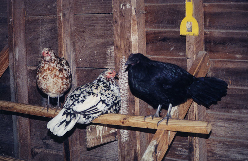 Polkadot, Dapple, and Coala