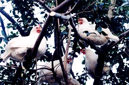 hens in a tree