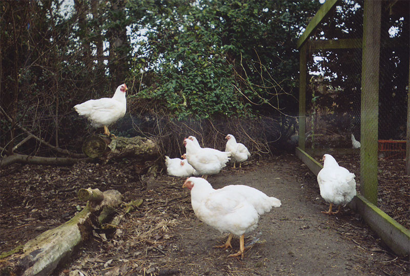 Chickens in Woods