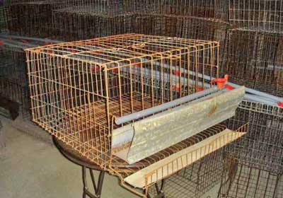 Battery Cages 1