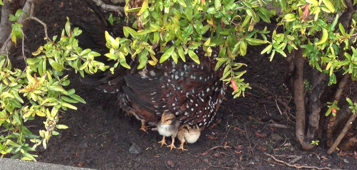 Mama hen with chicks nested under her