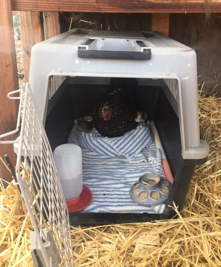 Mama hen and chicks nesting in the towels