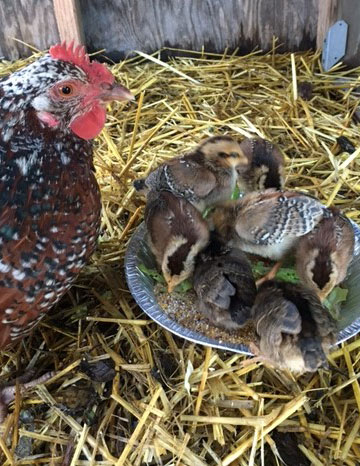Mama hen using towels for a nest