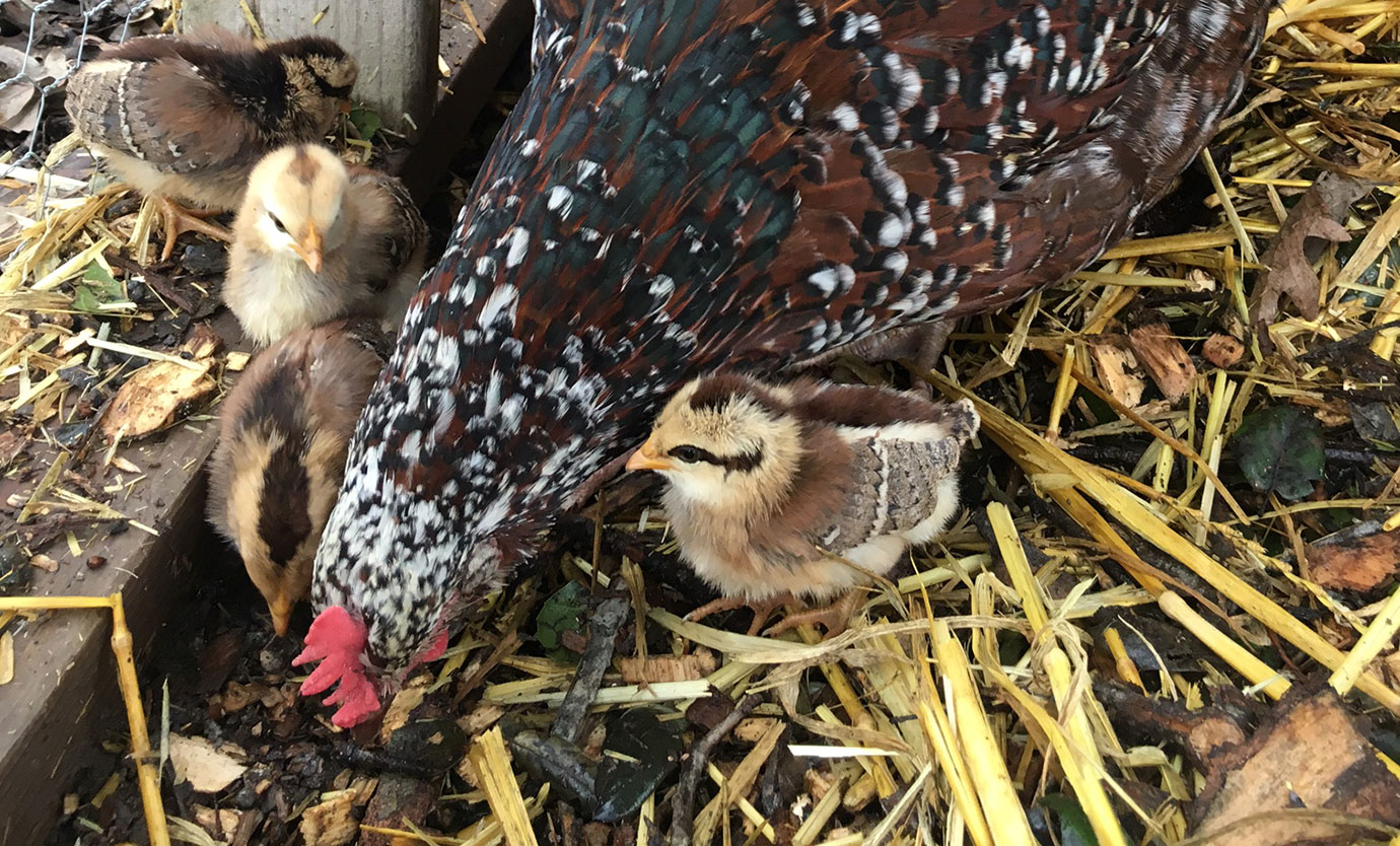 Mama hen with chicks in coop