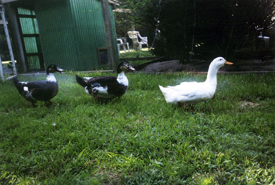 Donald Duck & Arnold Duck, rescued from Hudson Valley Foie Gras, join White Pekin duck, Terrain, at UPC.