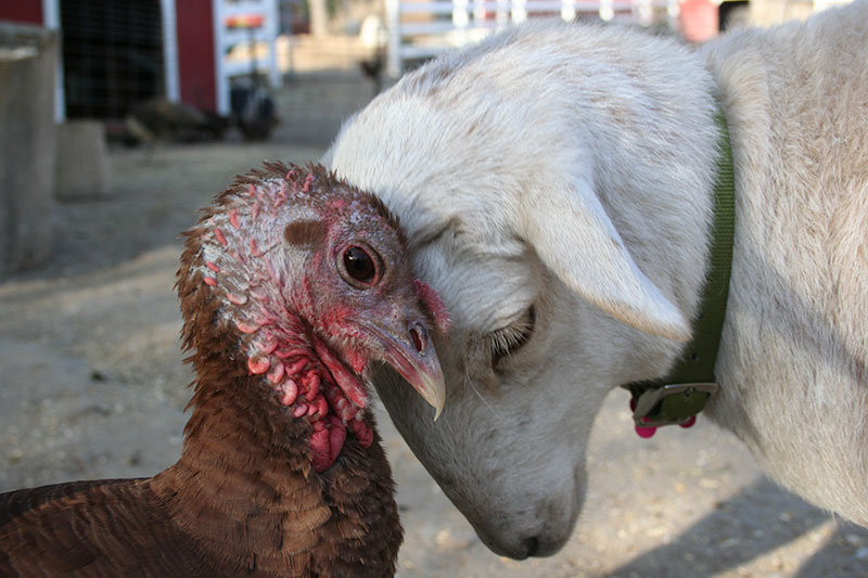 Turkey and lamb pressing foreheads together.