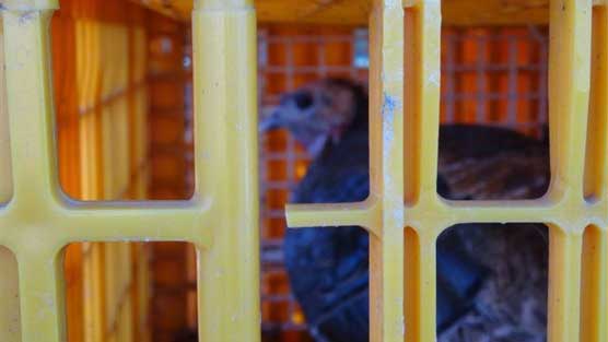 Turkey trapped in crate