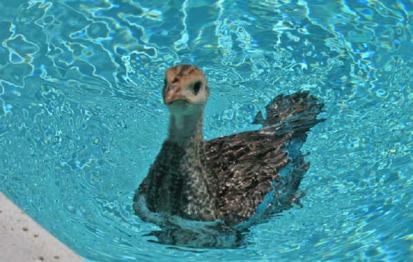 Turkey swimming in a pool