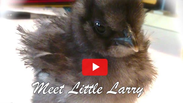 Larry the rooster