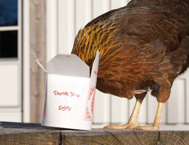 Chicken Run 2015 Calendar