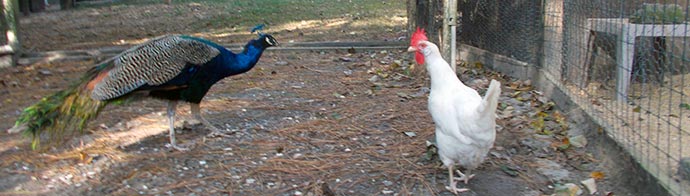 Peacock and hen
