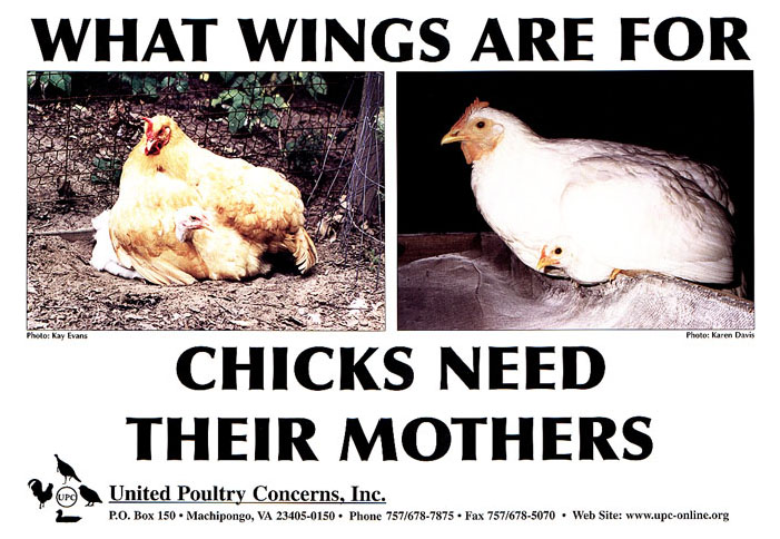 WHAT WINGS ARE FOR: CHICKS NEED THEIR MOTHERS